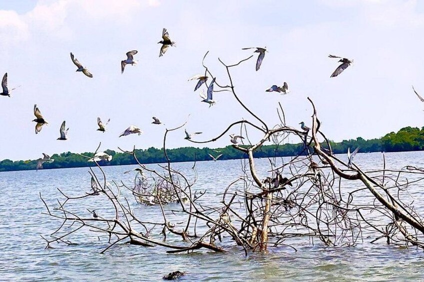 Negombo to Muthurajawela Wetlands Eco Birdwatching Boat Tour 3