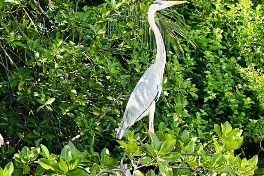 Muthurajawela Birdwatching Private Tour from Negombo 4