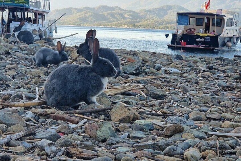 A rocky shore with several rabbits, a boat, and a distant mountain range. 3