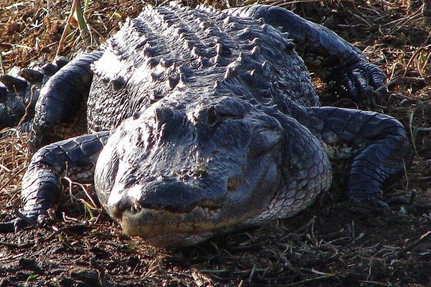 A large alligator lying on the ground. 1