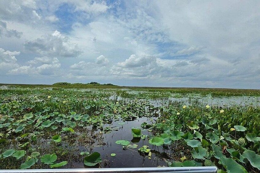 A water body with green lily pads and a cloudy sky. 5
