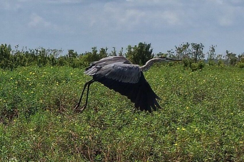 A large bird with a long neck and legs standing in a grassy field. 2