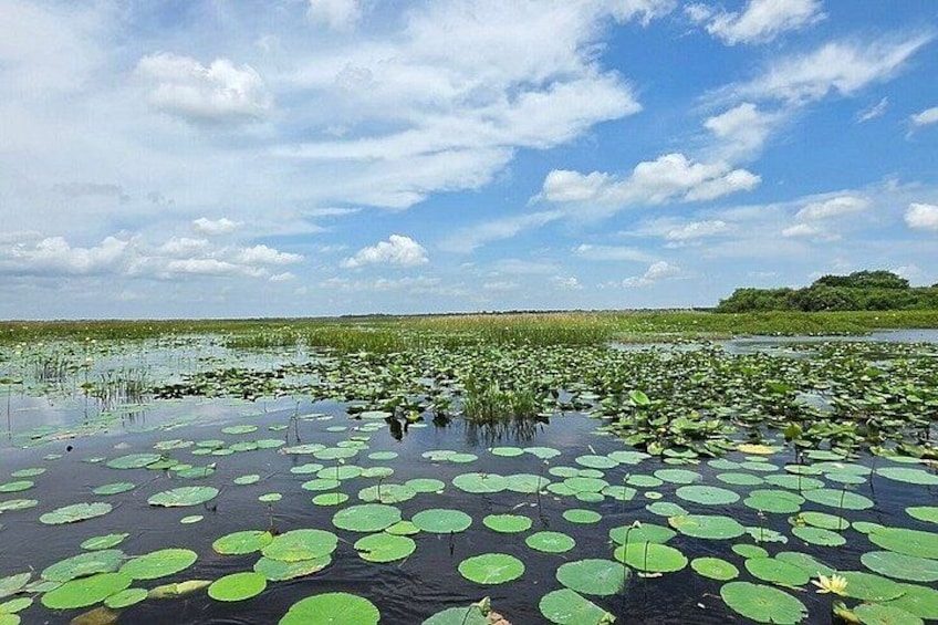 A water body with lily pads and a distant tree line under a partly cloudy sky. 4