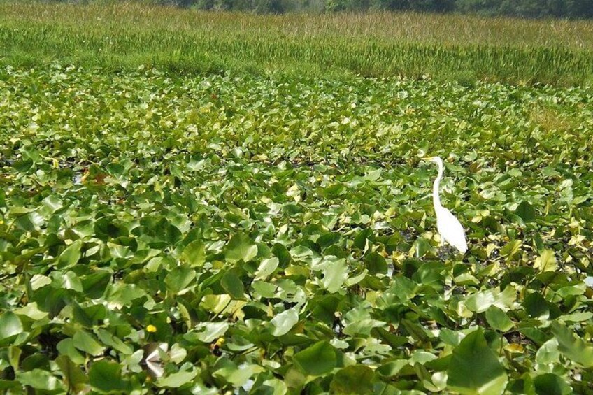 A white bird standing on water lilies in a field. 2