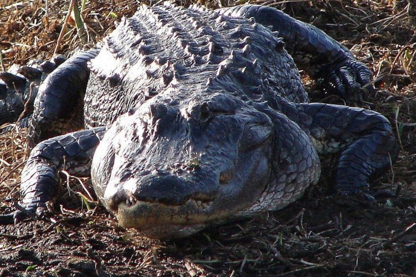 A large alligator lying on the ground. 4