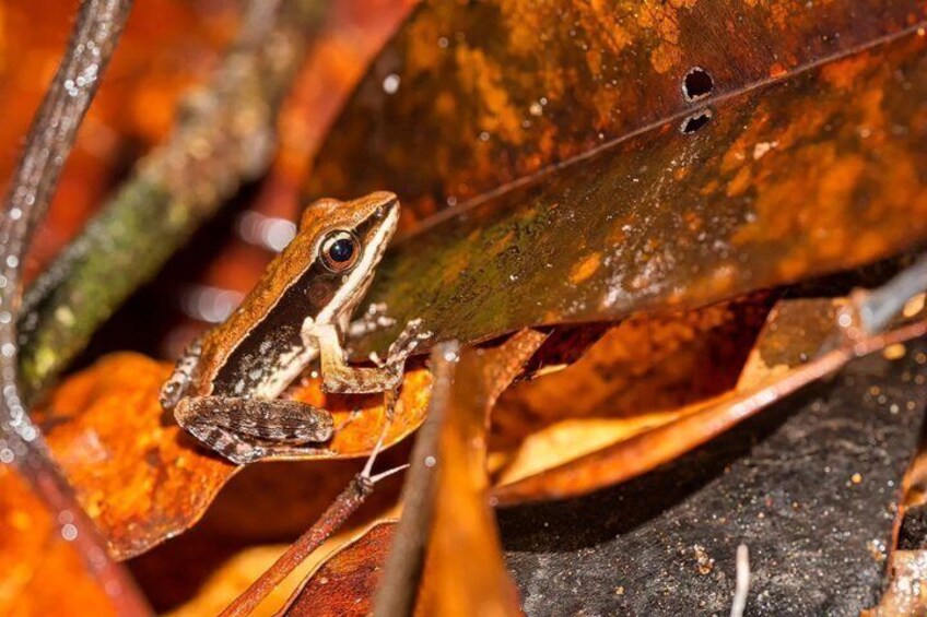 A frog on a leaf. 4