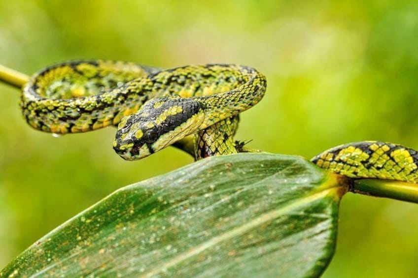 A snake coiled on a green leaf. 3