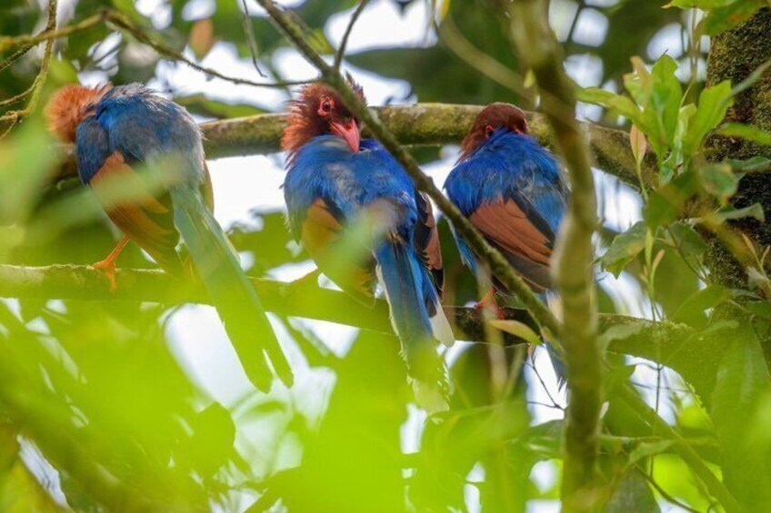 Three birds perched on a branch surrounded by green foliage. 2
