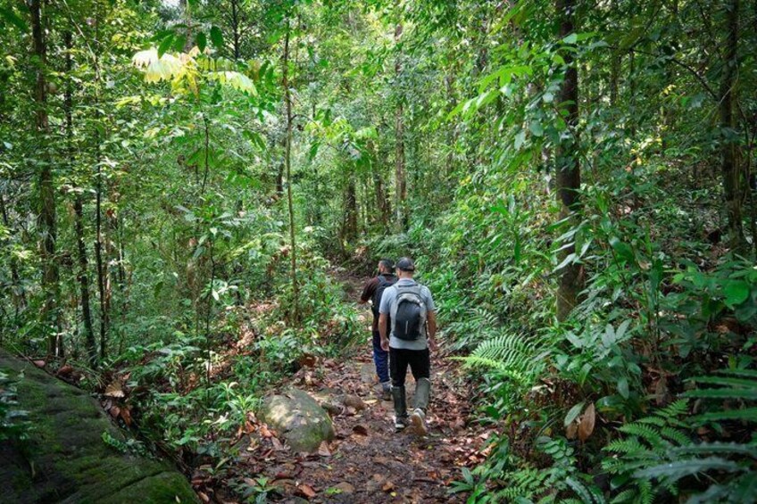 A forested trail with dense vegetation and a hiker with a backpack. 5