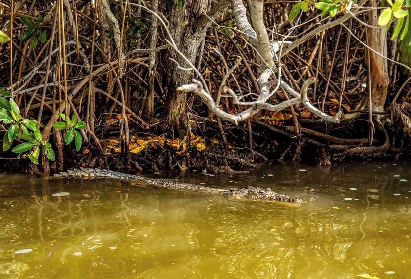 Krokotiili mangrovemetsässä, jossa on tiheä juuristo ja runsas vihreä lehtikstö. 5
