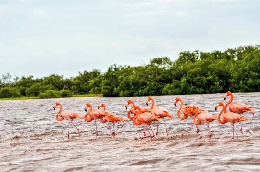 Ryhmä flamingoja kahlaa matalassa vedessä, taustalla näkyy metsää. 4