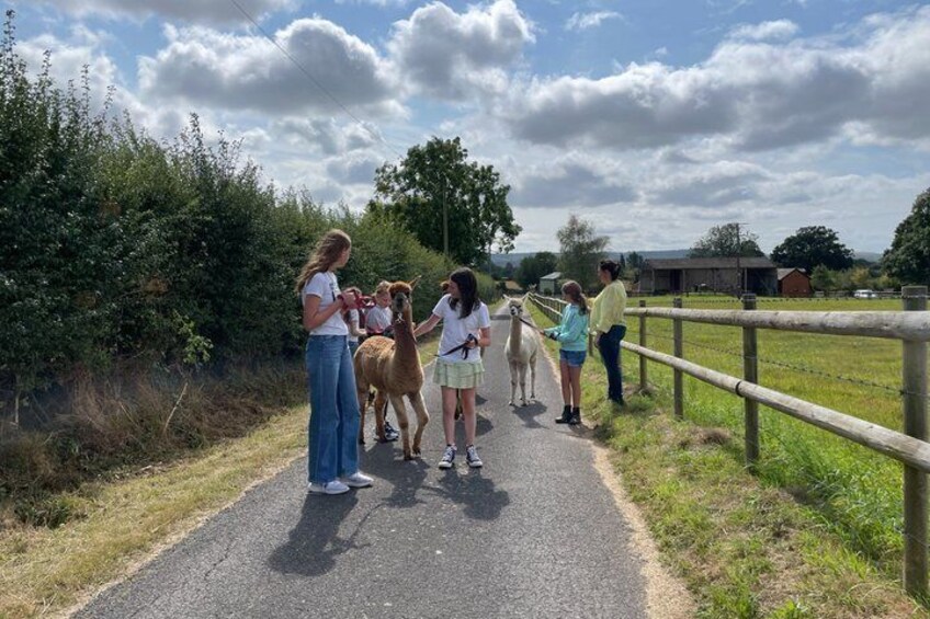 Private 1-Hour Alpaca Walking Experience 1