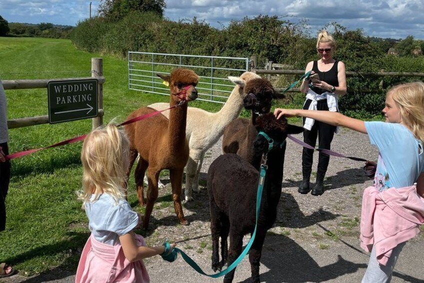 Private 1-Hour Alpaca Walking Experience 4