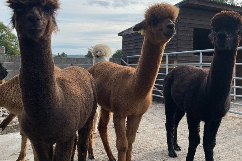 Private 1-Hour Alpaca Walking Experience 2
