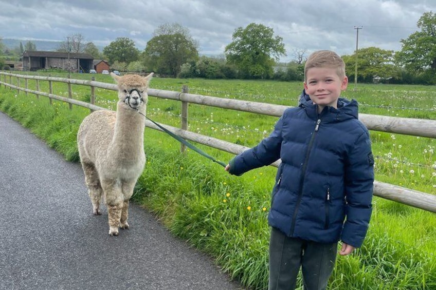 Private 1-Hour Alpaca Walking Experience 5