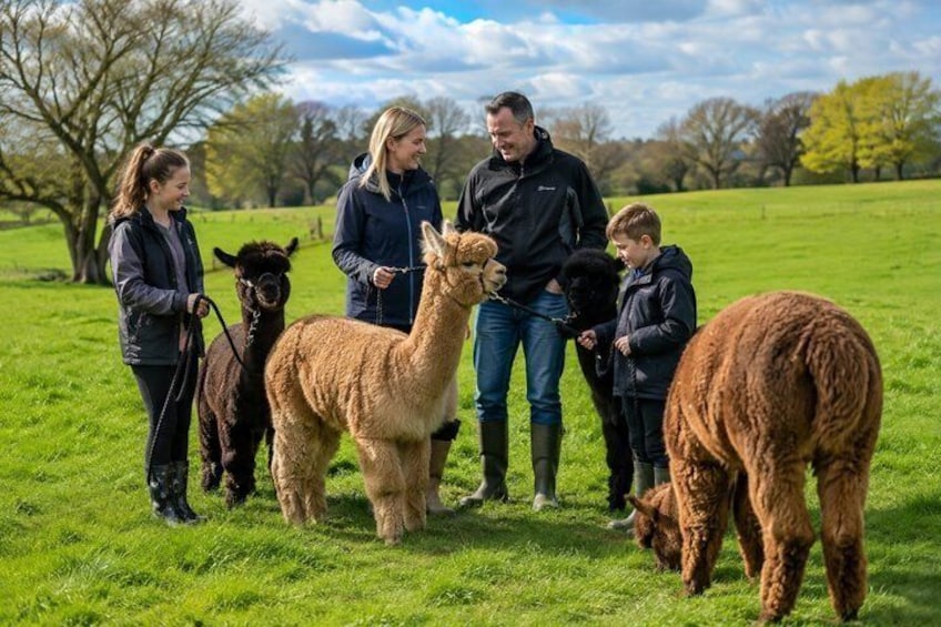 A group of people with alpacas in a grassy field. 1