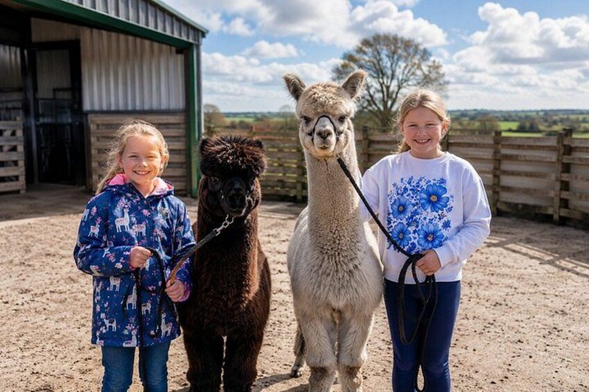 Three people with llamas in a fenced outdoor area with a building in the background. 5
