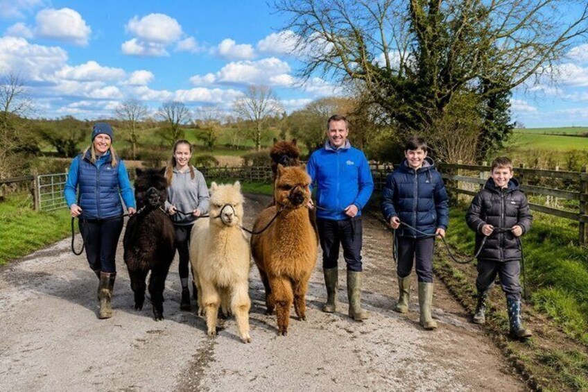 A group of people walking llamas on a rural path. 3