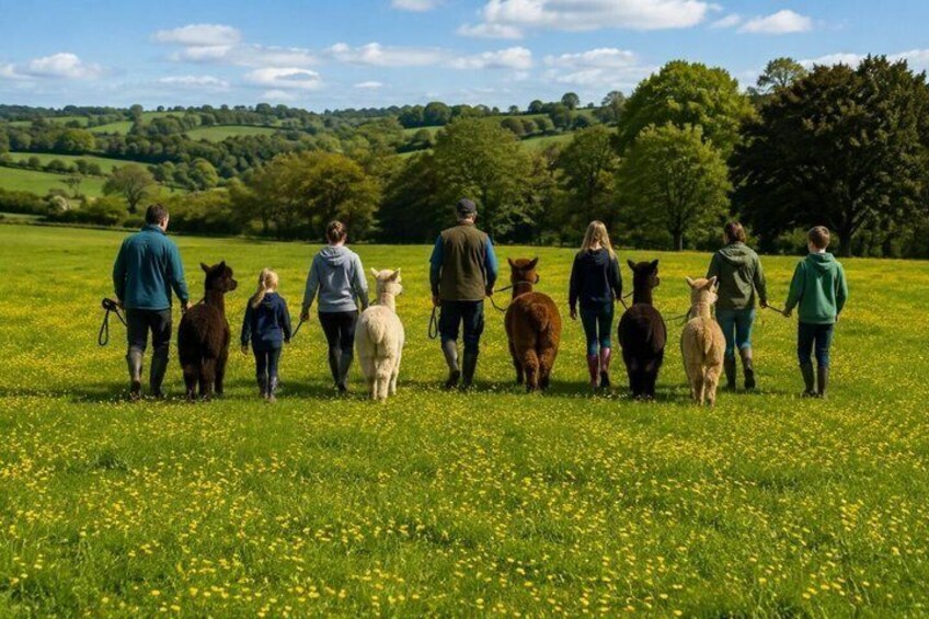 A group of people walking with alpacas in a grassy field. 4