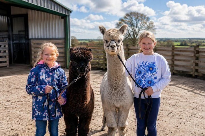 Three people standing with llamas in a fenced area with a barn in the background. 5