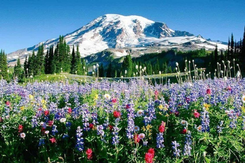 From Seattle to Mt Rainer with Sprinter Van Shared Tour 1