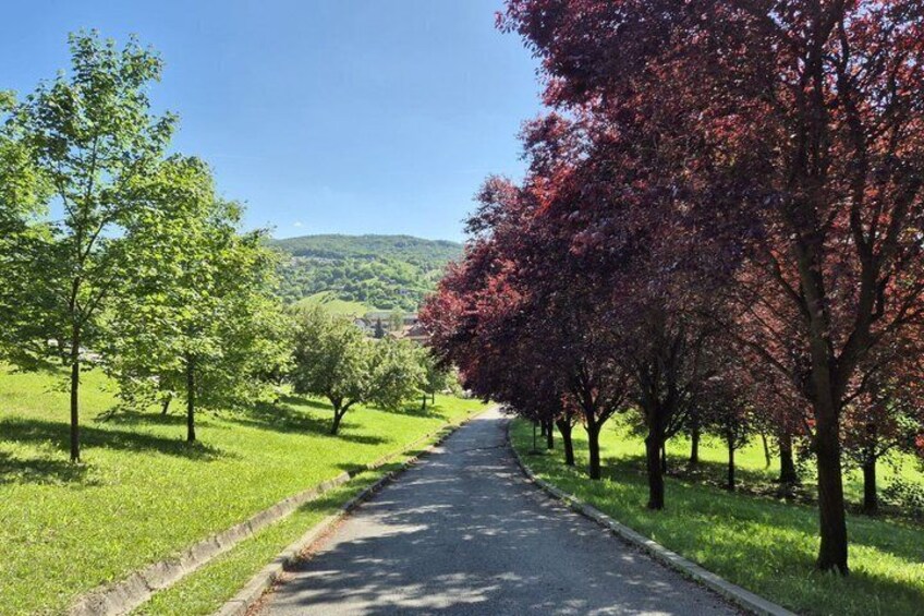 A tree-lined road with green and red foliage, a clear sky, and a hilly landscape in the distance. 4