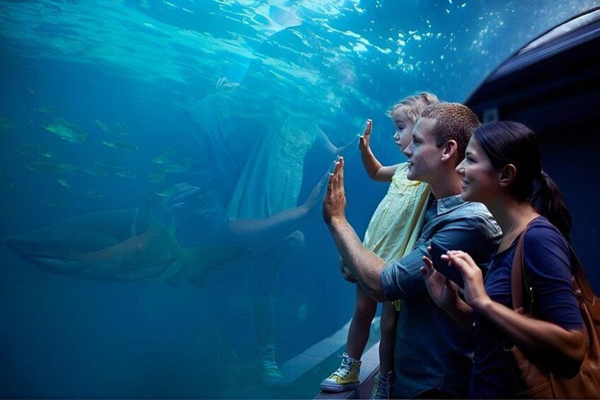 An aquarium with people observing fish. 3