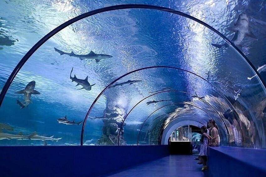 An underwater tunnel with sharks swimming inside. 4
