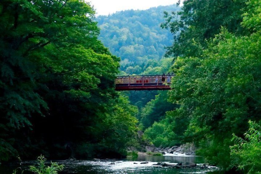 A bridge over a river surrounded by dense green forest. 3