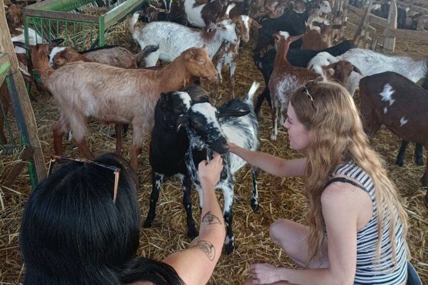 A person petting a goat in a pen with other goats. 4