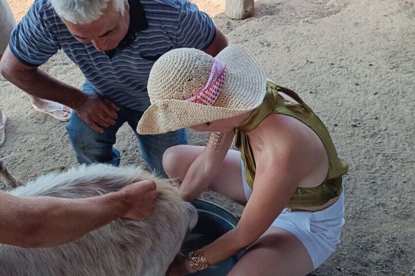 A person feeding a goat. 1