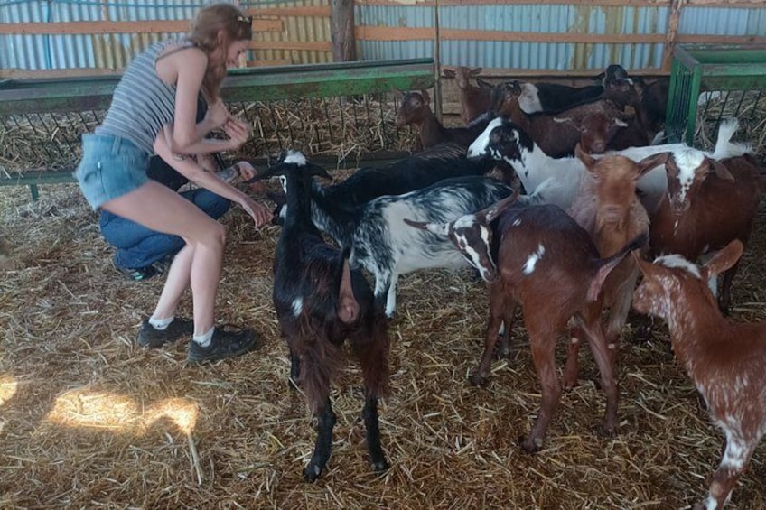A person interacting with goats in a barn. 5