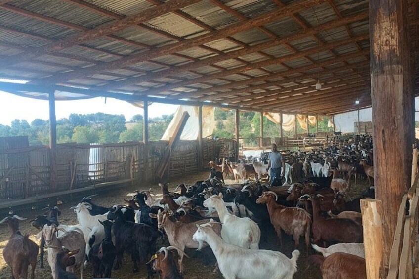 A covered livestock pen with a variety of goats and sheep. 2