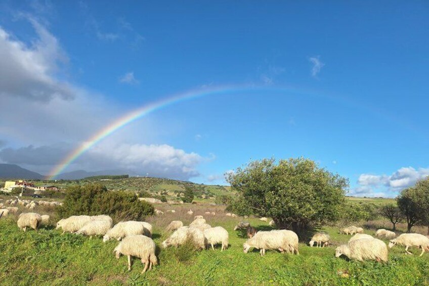 Sardinia Blue Zone Tour Explore Seulo the Land of Centenarians 4