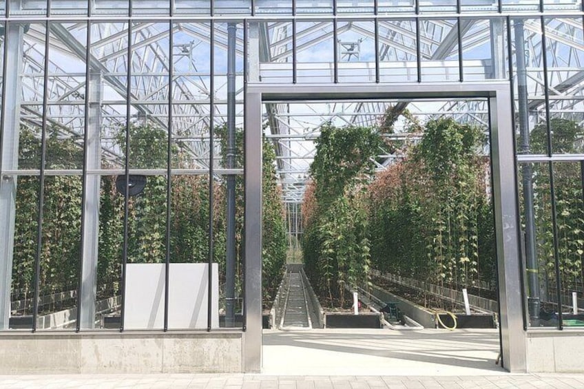 A greenhouse structure with metal frames and glass panels, surrounded by climbing plants. 1