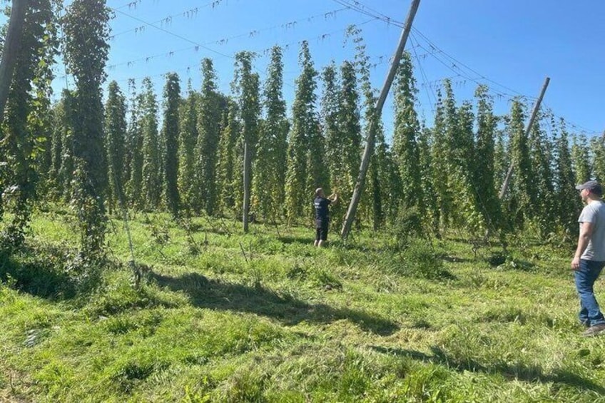 A field with tall trees and a person standing in the distance. 5