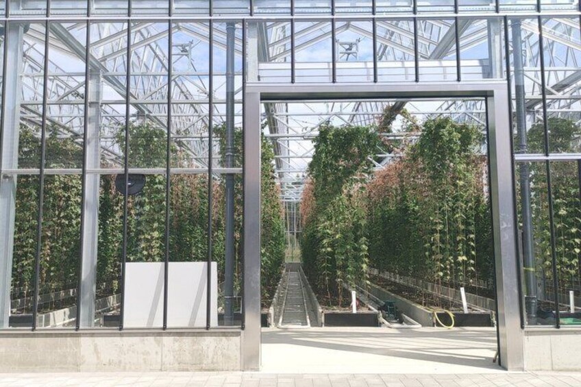 A greenhouse structure with metal frames and glass panels, rows of plants, and a paved walkway. 1