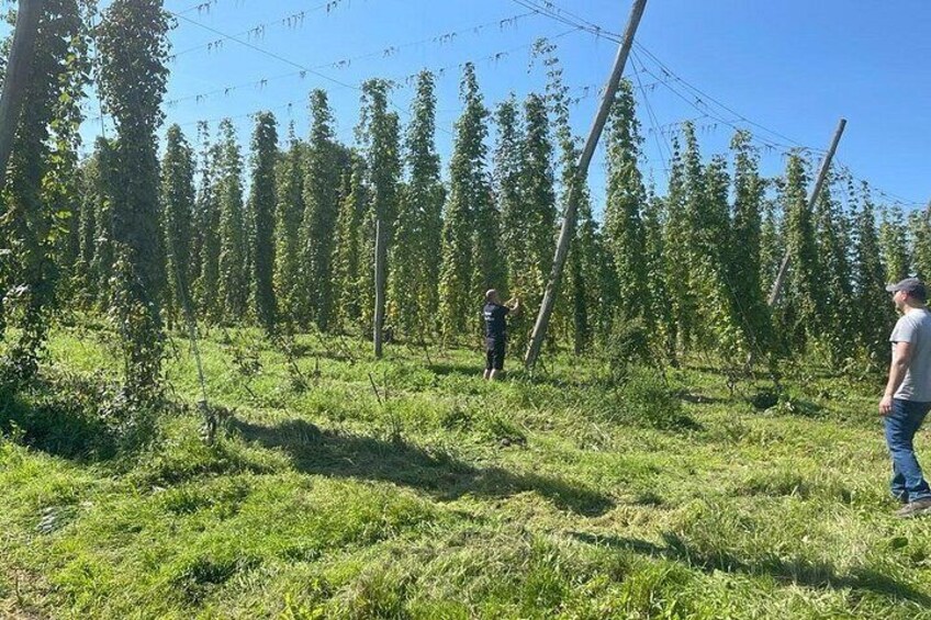 A field with tall, slender trees and a person standing in the distance. 5