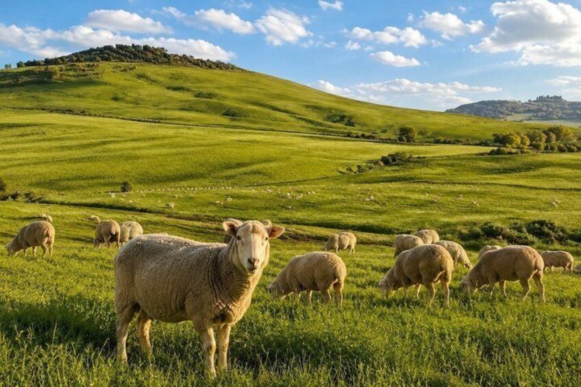 A flock of sheep grazing on a lush green hillside with rolling terrain and a distant hill in the background. 1