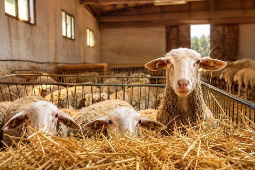 A barn interior with sheep in pens, hay on the floor, and wooden beams on the ceiling. 4