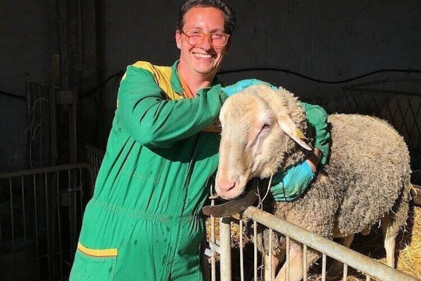 A person in a green outfit holding a sheep in a pen. 3