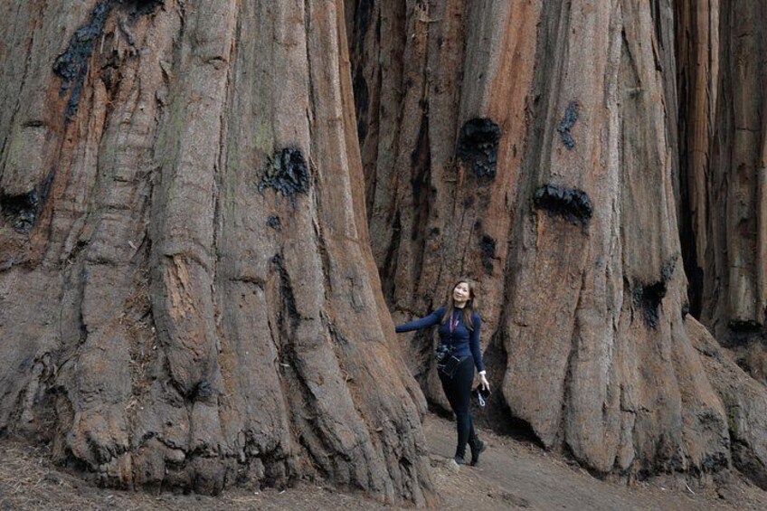 A person standing between two large, rugged tree trunks in a natural setting. 5
