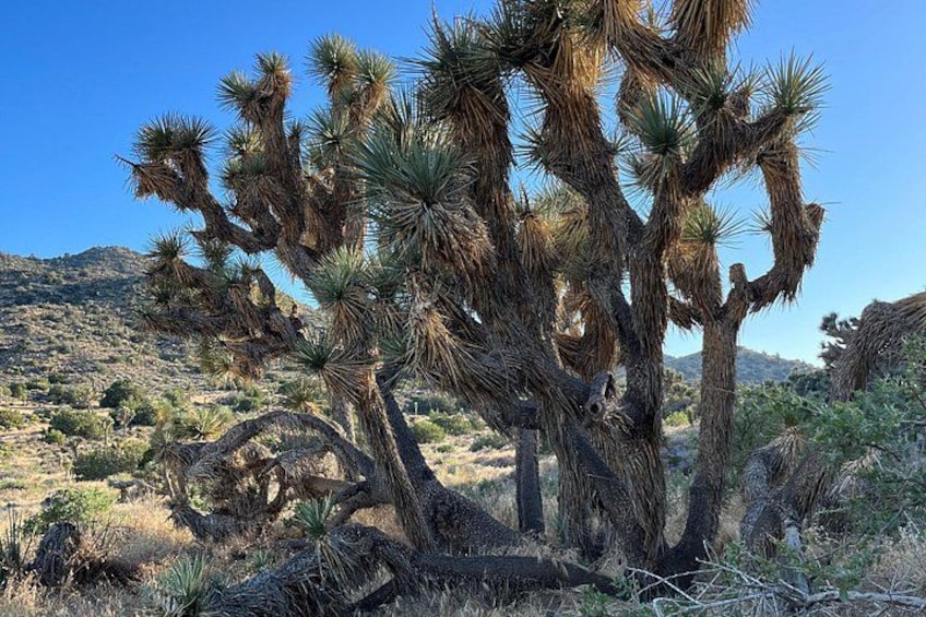 A Joshua tree with multiple branches and a dry, hilly landscape in the background. 4