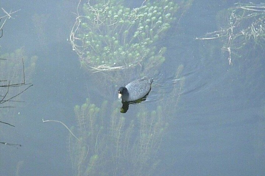 A bird swimming in water with aquatic plants and a nest. 3