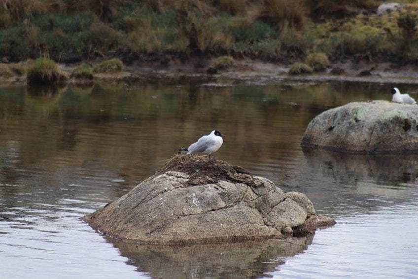 A bird perched on a rock in a body of water with reflections. 3