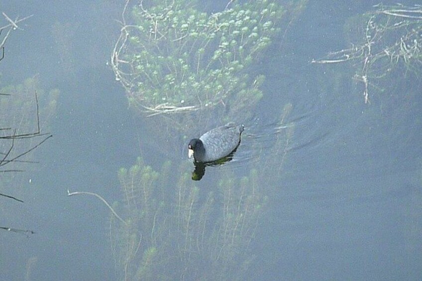 A bird swimming in a body of water with aquatic plants and a nest. 4