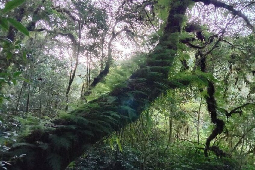 A forest with a moss-covered tree trunk. 2