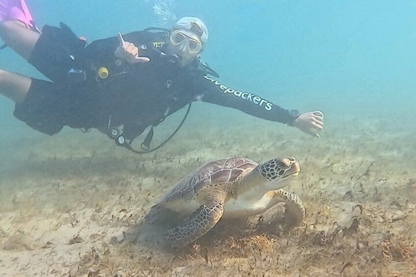 A diver and a sea turtle underwater. 1