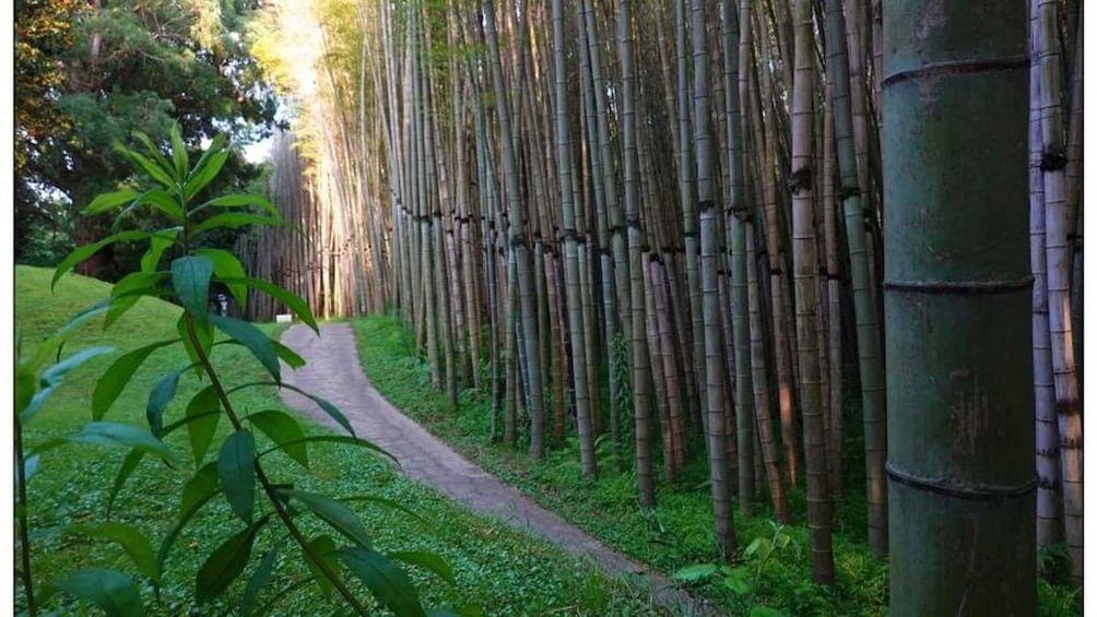 A bamboo forest with a path. 2