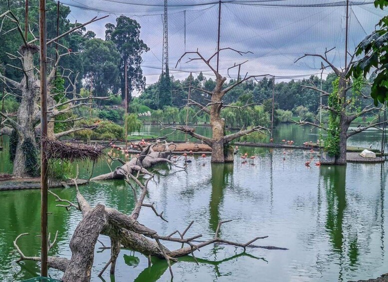 A pond with trees and a netted enclosure. 5